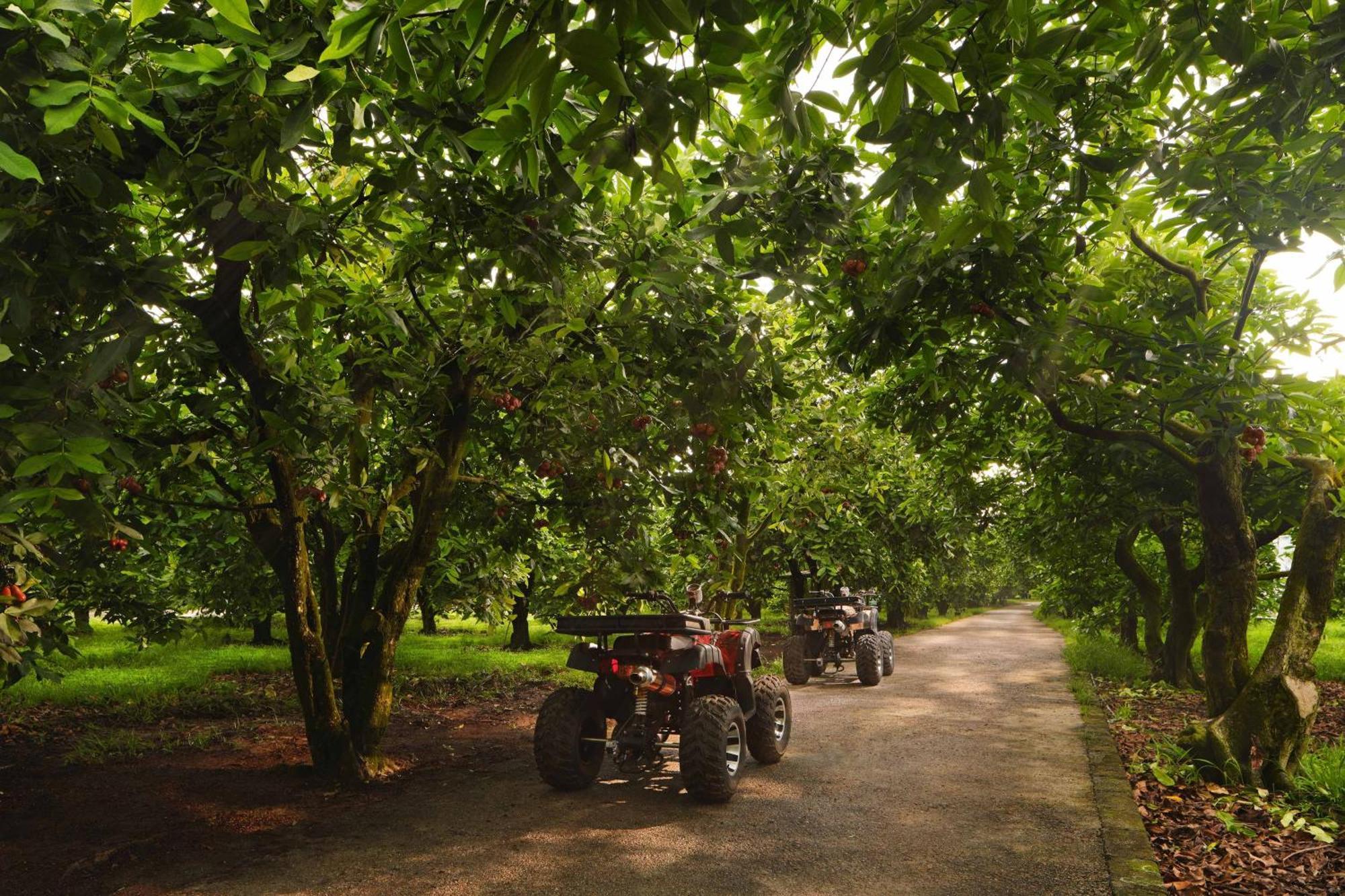 威斯汀迪沙鲁海岸度假村 外观 照片 Chestnut trees in the UK